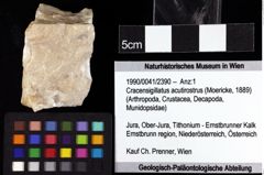 Foto (Objket + Etiketten) von Cracensigillatus acutirostrus (Moericke, 1889) 